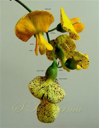  Inflorescence with flowers